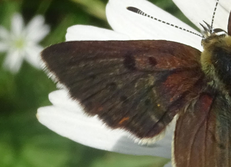 in trasparenza: Lycaena tithyrus subalpinus